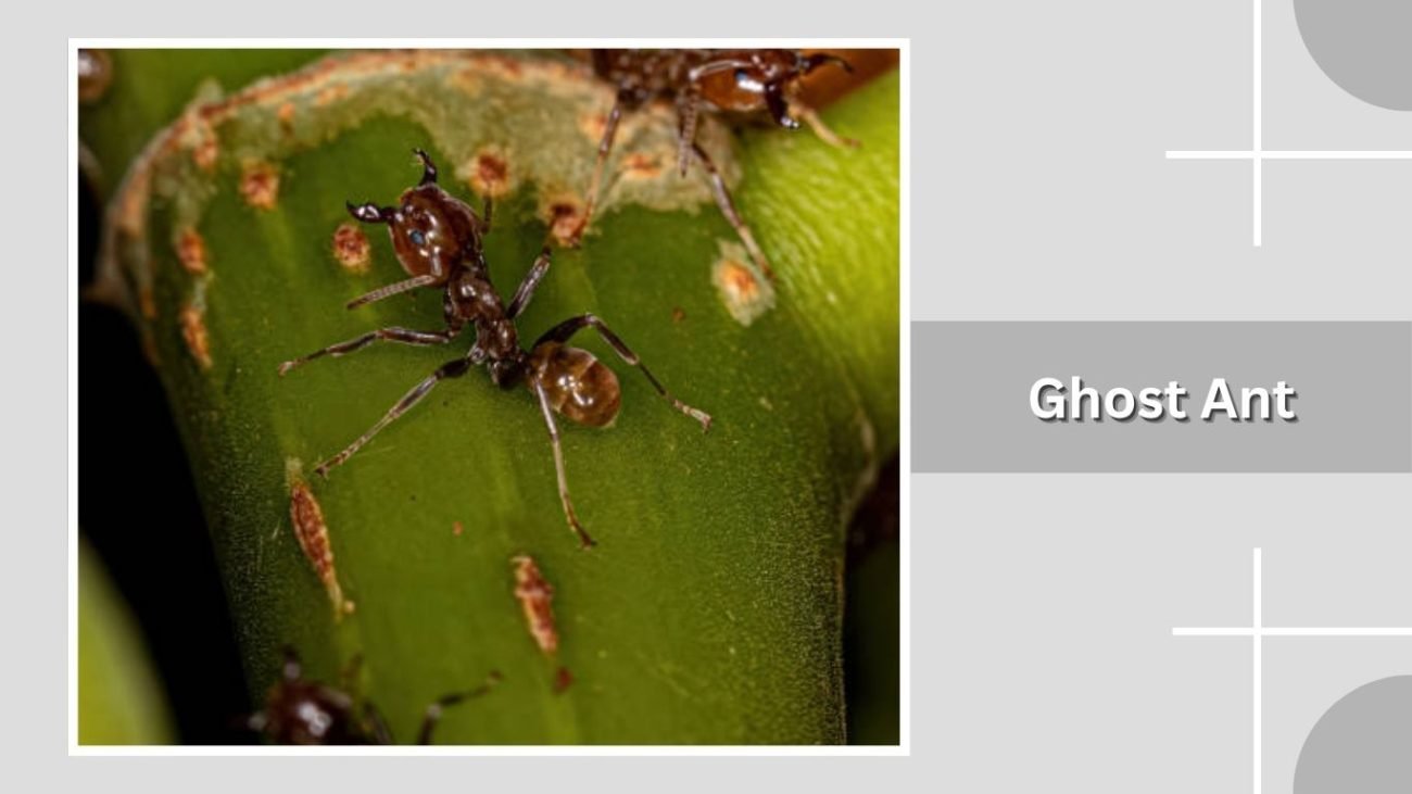 Ghost Ant