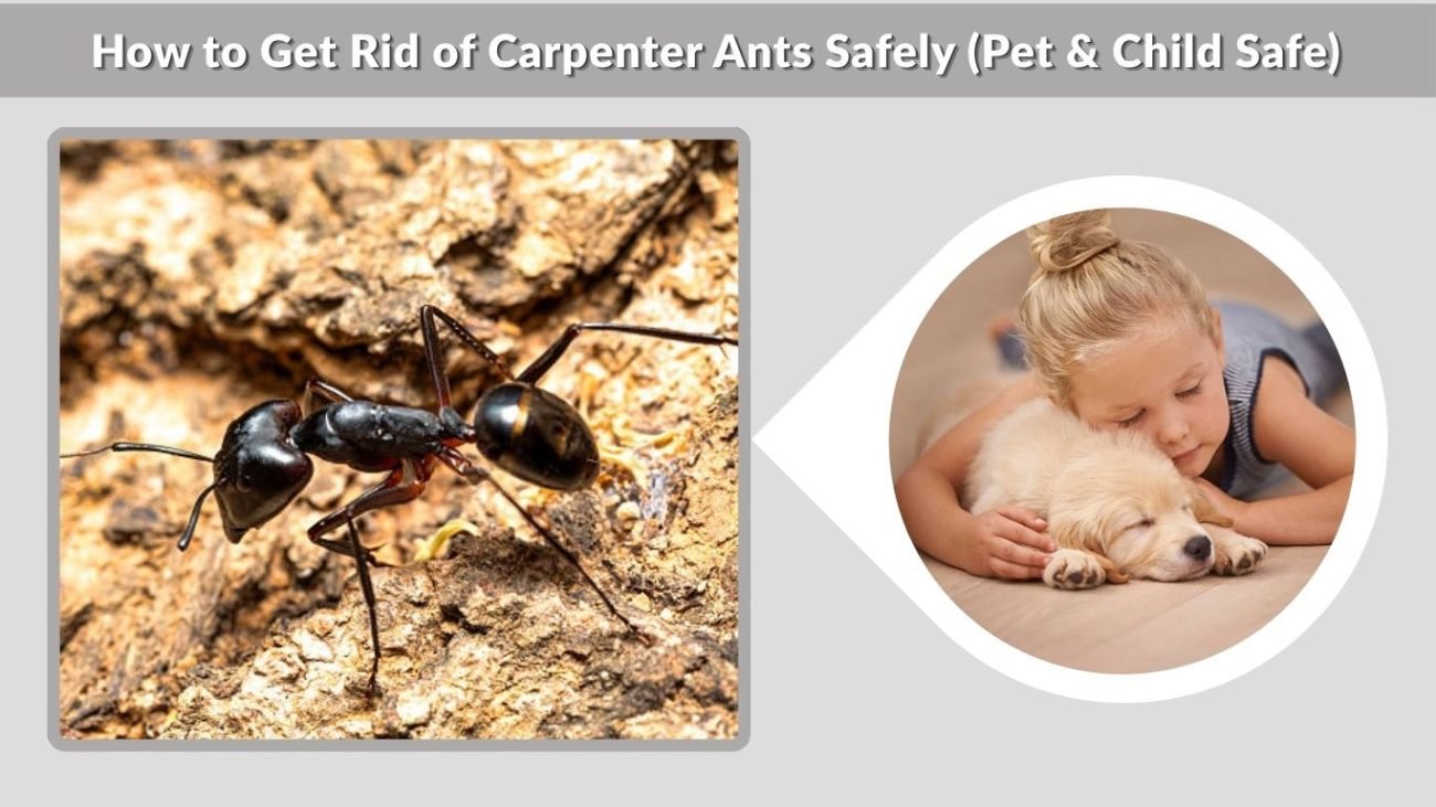 How to Get Rid of Carpenter Ants Safely (Pet & Child Safe)