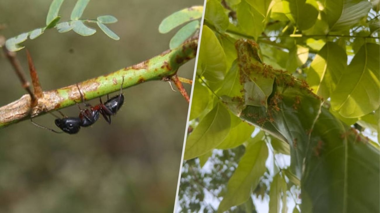 Presence of Parent and Satellite Nests