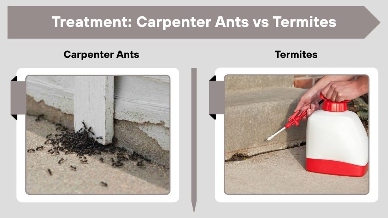 Treatment: Carpenter Ants vs Termites