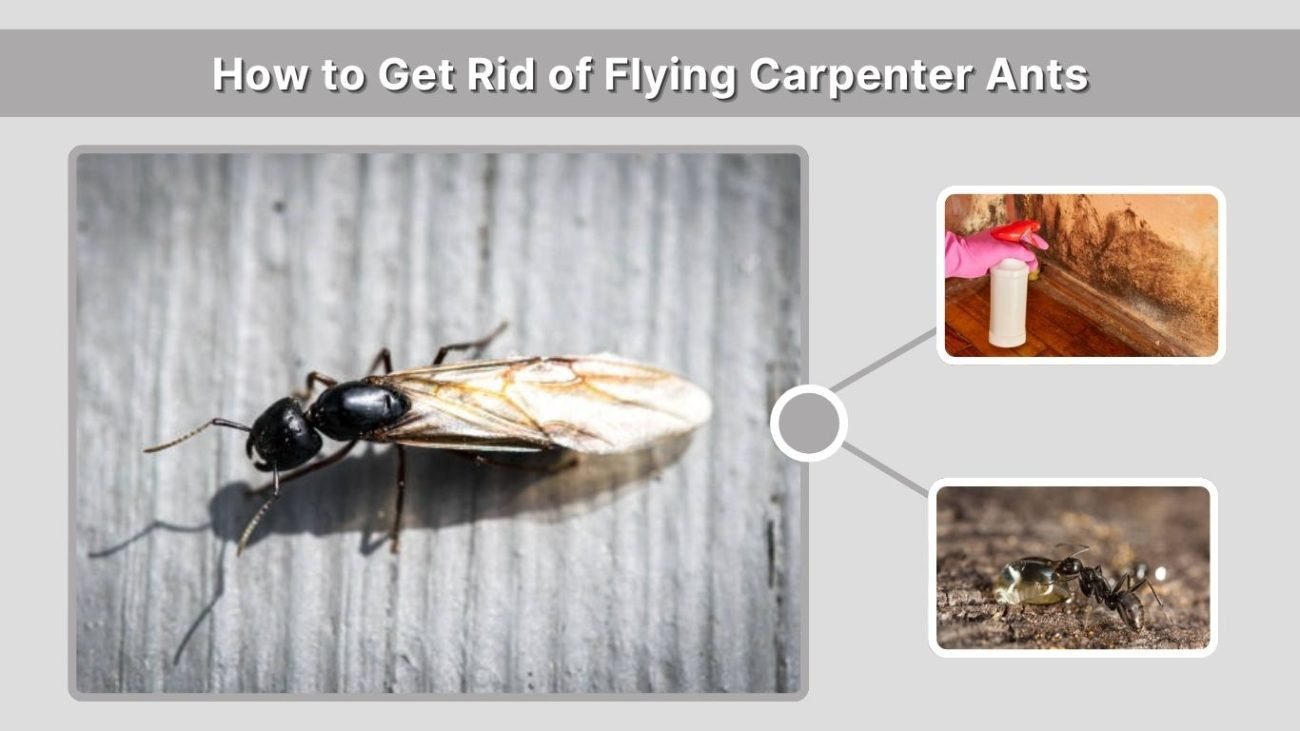 How to Get Rid of Flying Carpenter Ants