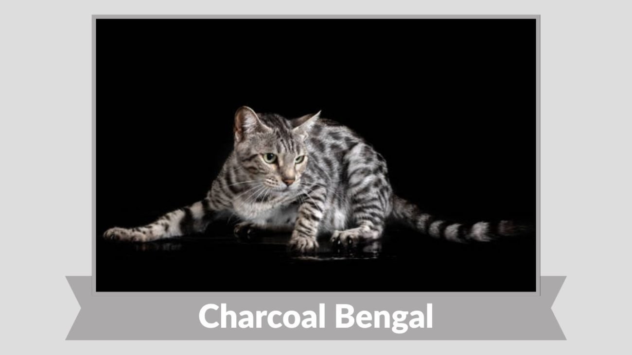 Charcoal Bengal