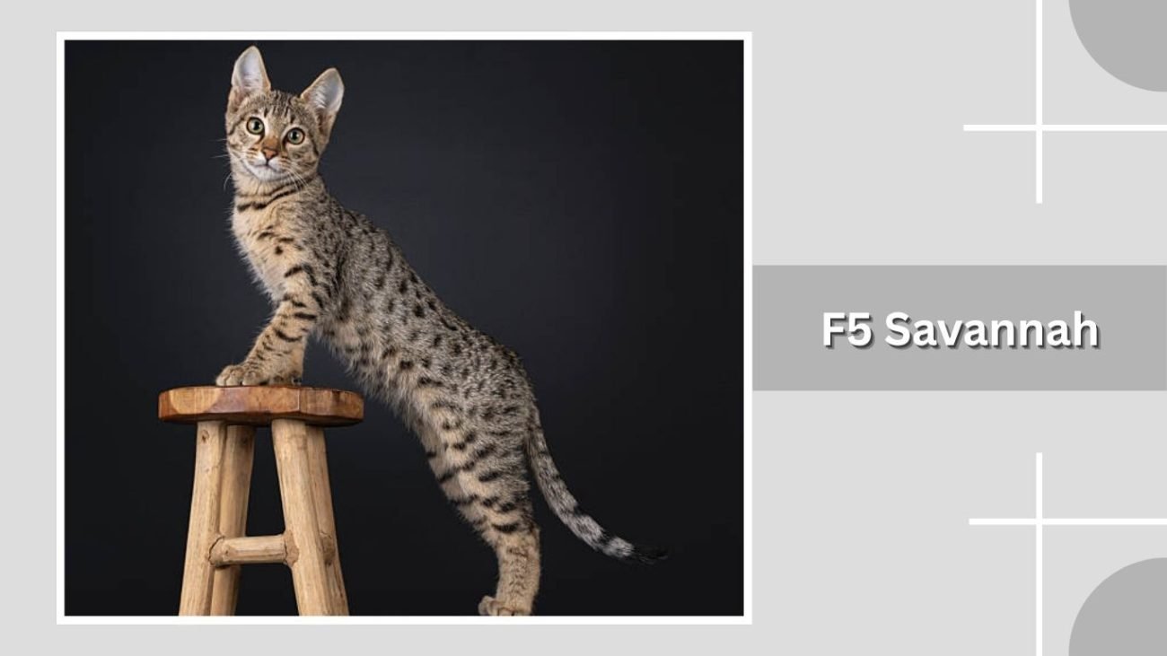 F5 Savannah