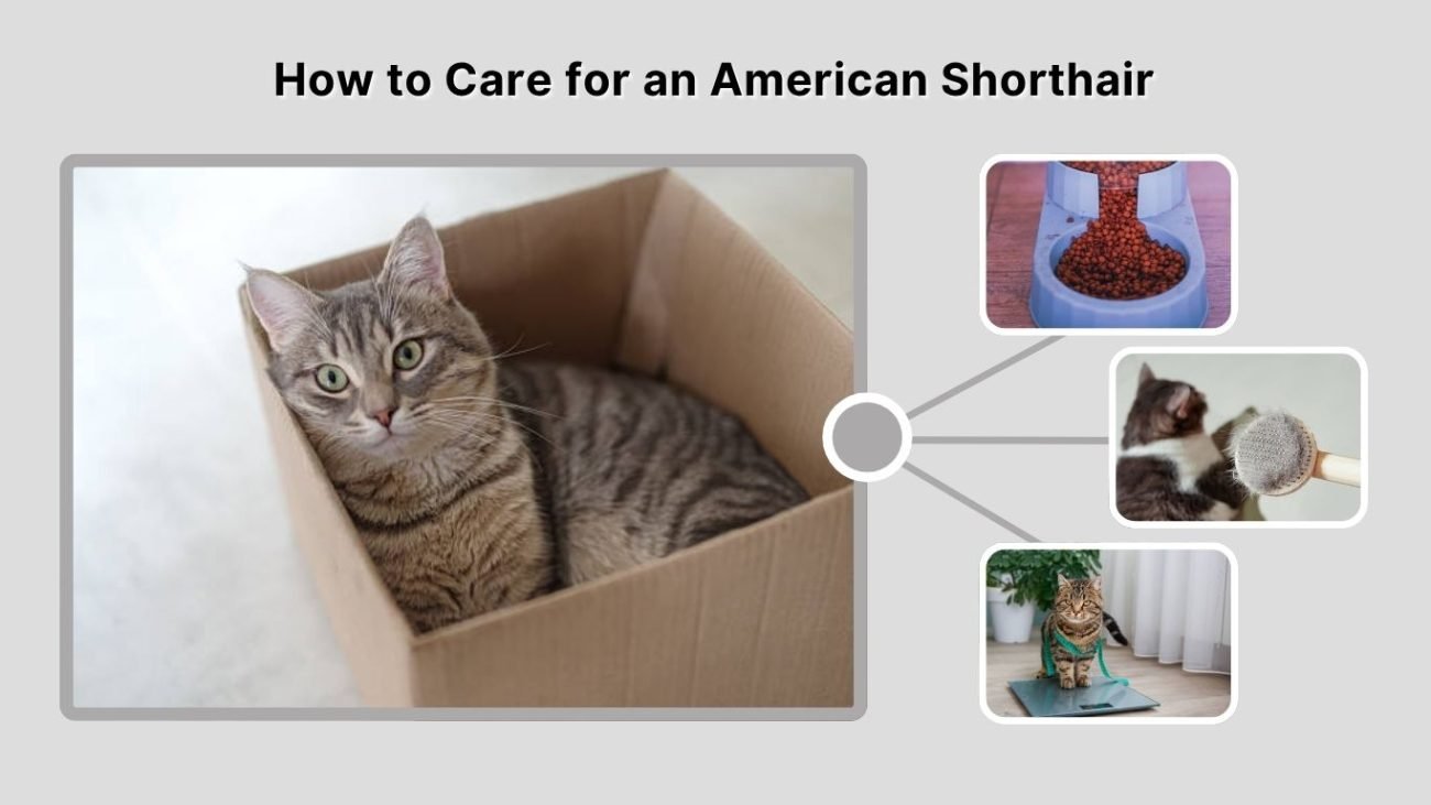 How to Care for an American Shorthair