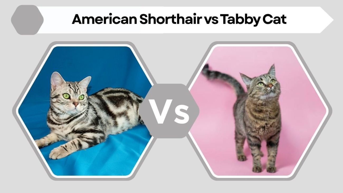 American Shorthair vs Tabby Cat