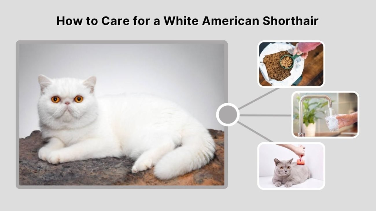 How to Care for a White American Shorthair