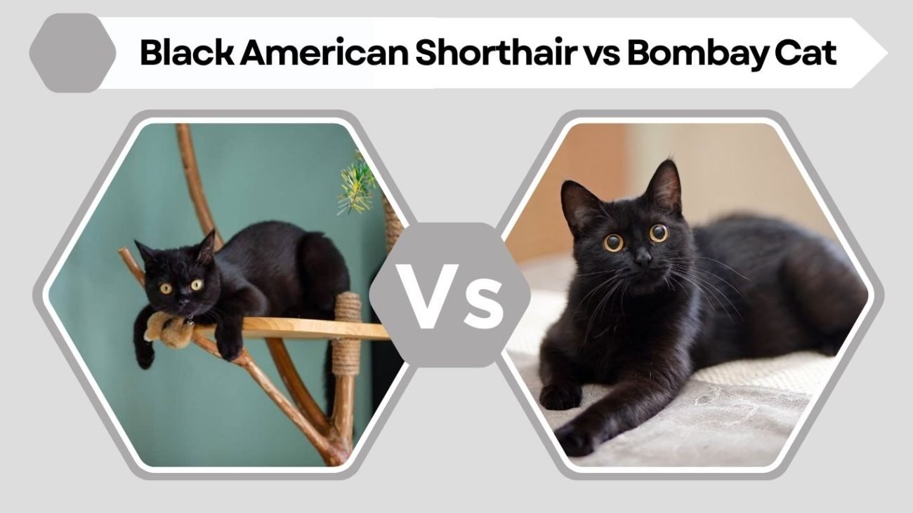 Black American Shorthair vs Bombay Cat