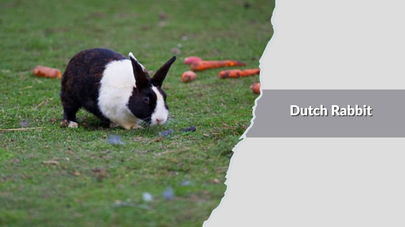 Dutch Rabbit