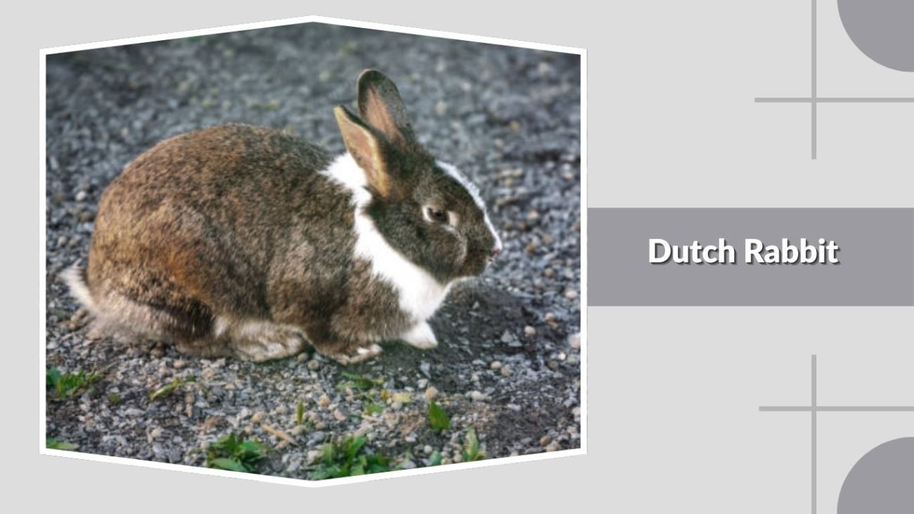 Dutch Rabbit