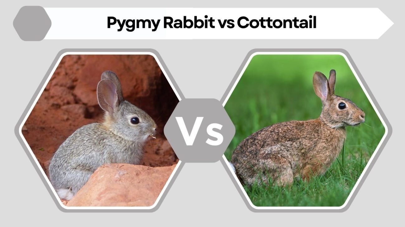Pygmy Rabbit vs Cottontail