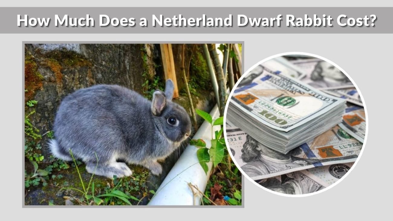How Much Does a Netherland Dwarf Rabbit Cost?
