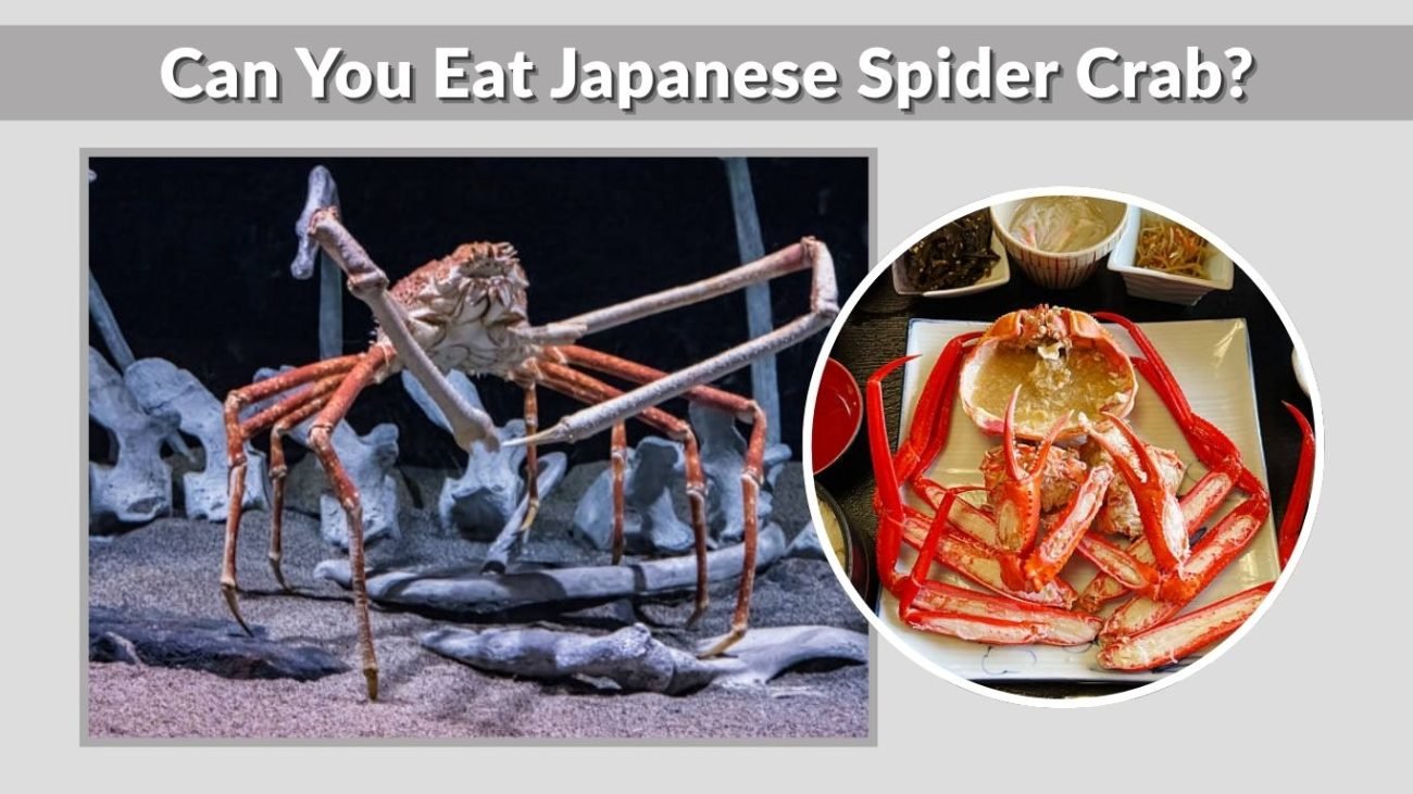 Can You Eat Japanese Spider Crab?