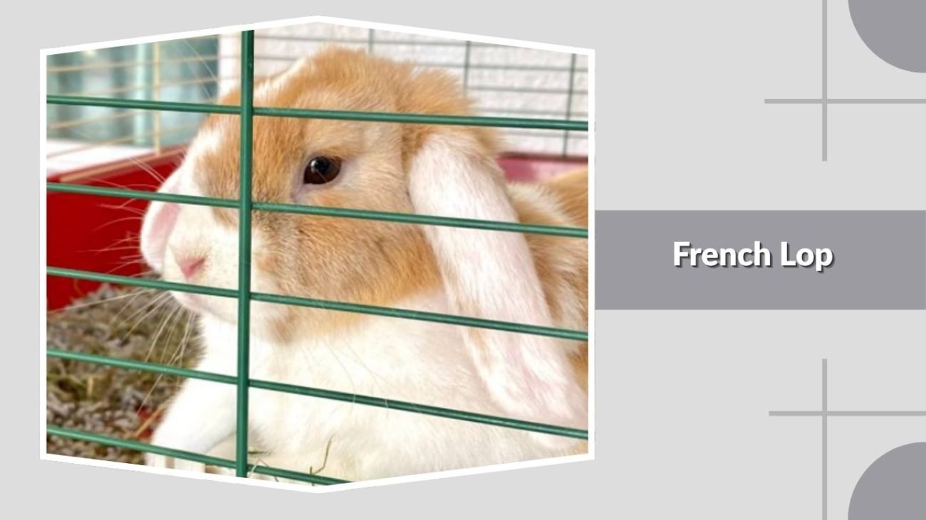 French Lop