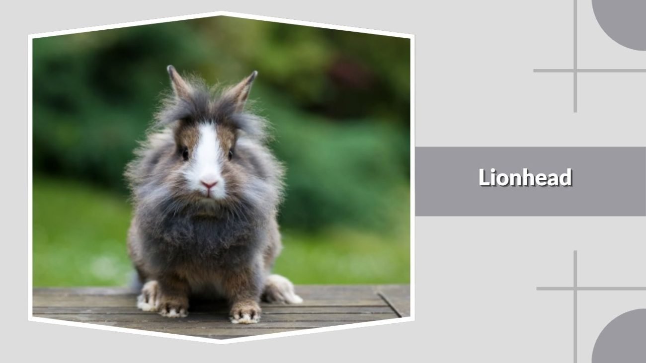 Lionhead