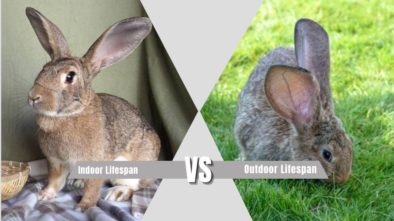 Indoor vs Outdoor Lifespan