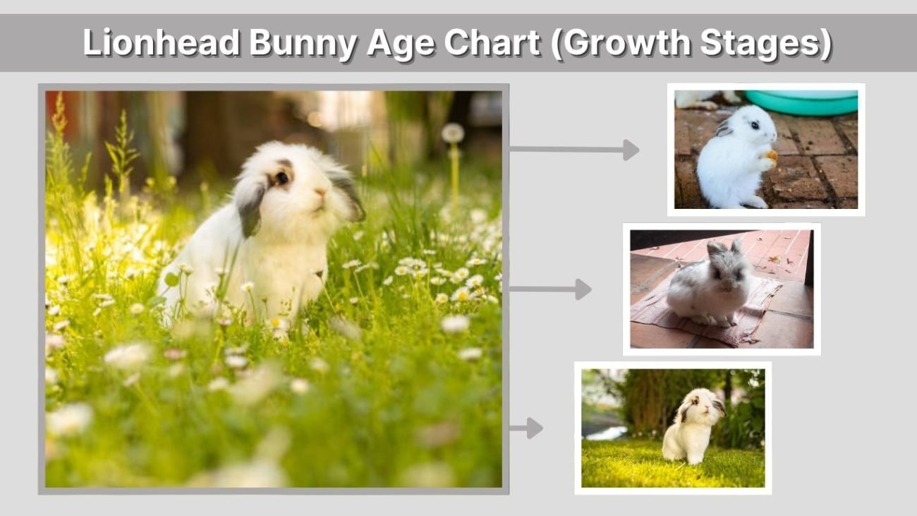 Lionhead Bunny Age Chart (Growth Stages)