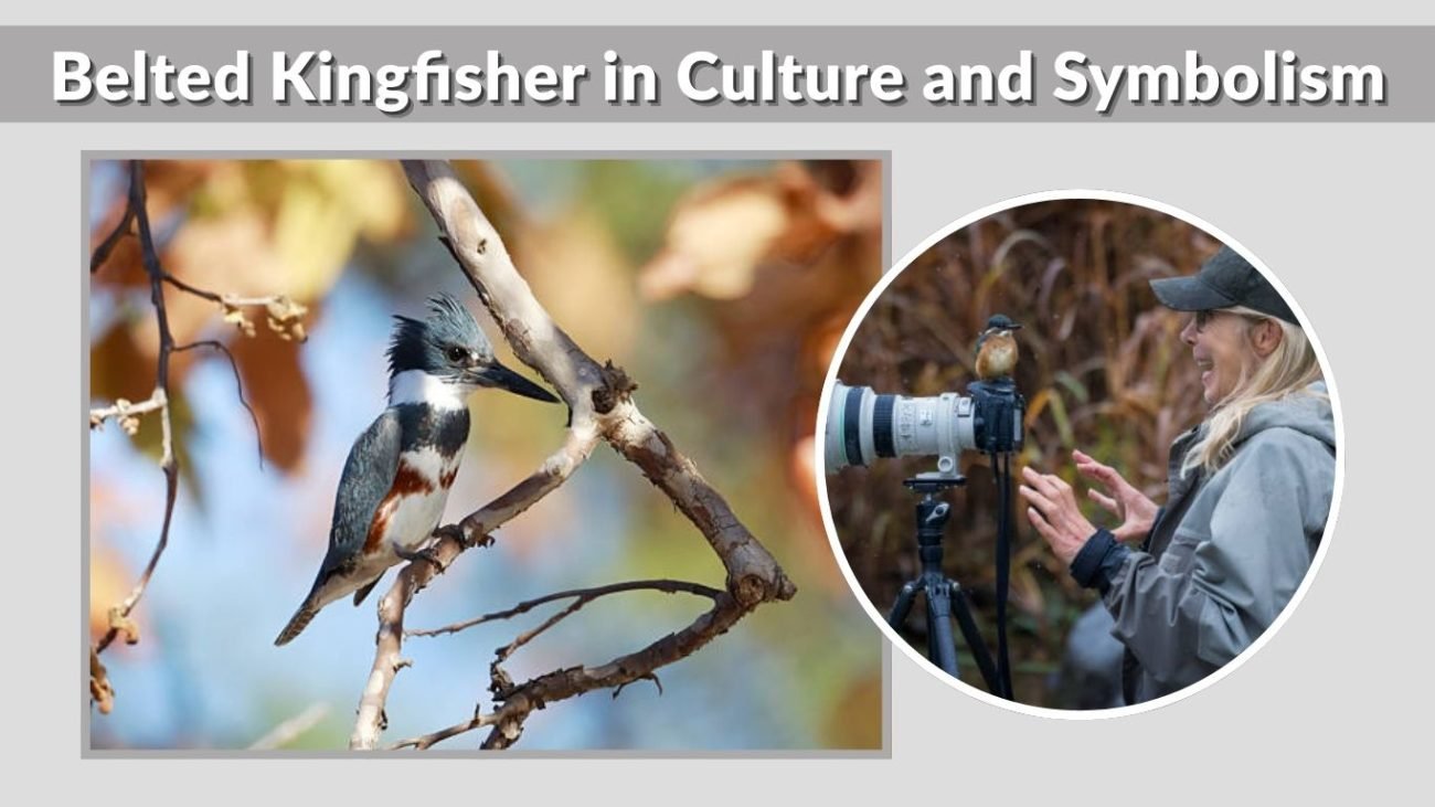 Belted Kingfisher in Culture and Symbolism
