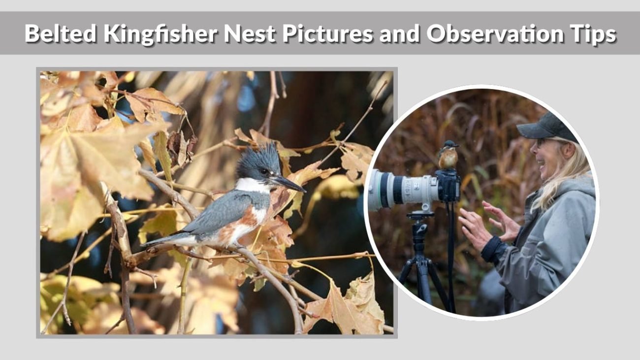 Belted Kingfisher Nest Pictures and Observation Tips