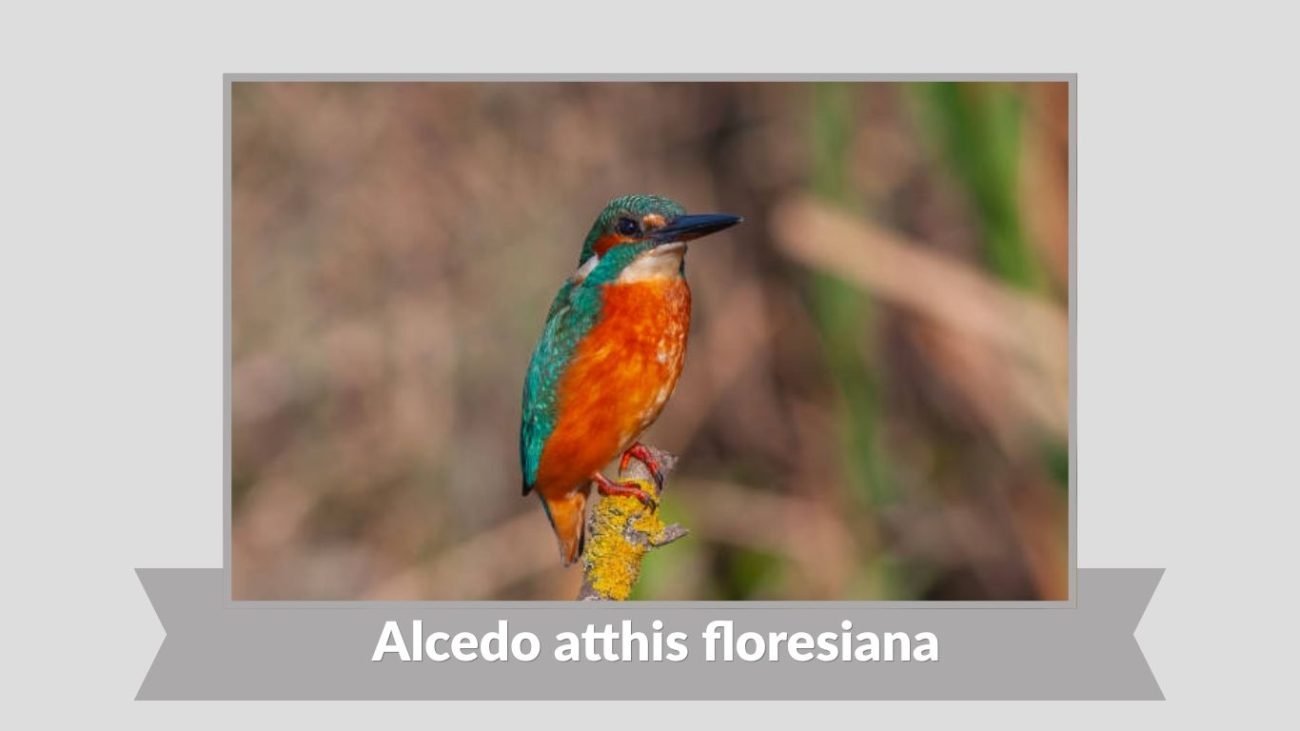 Alcedo atthis floresiana