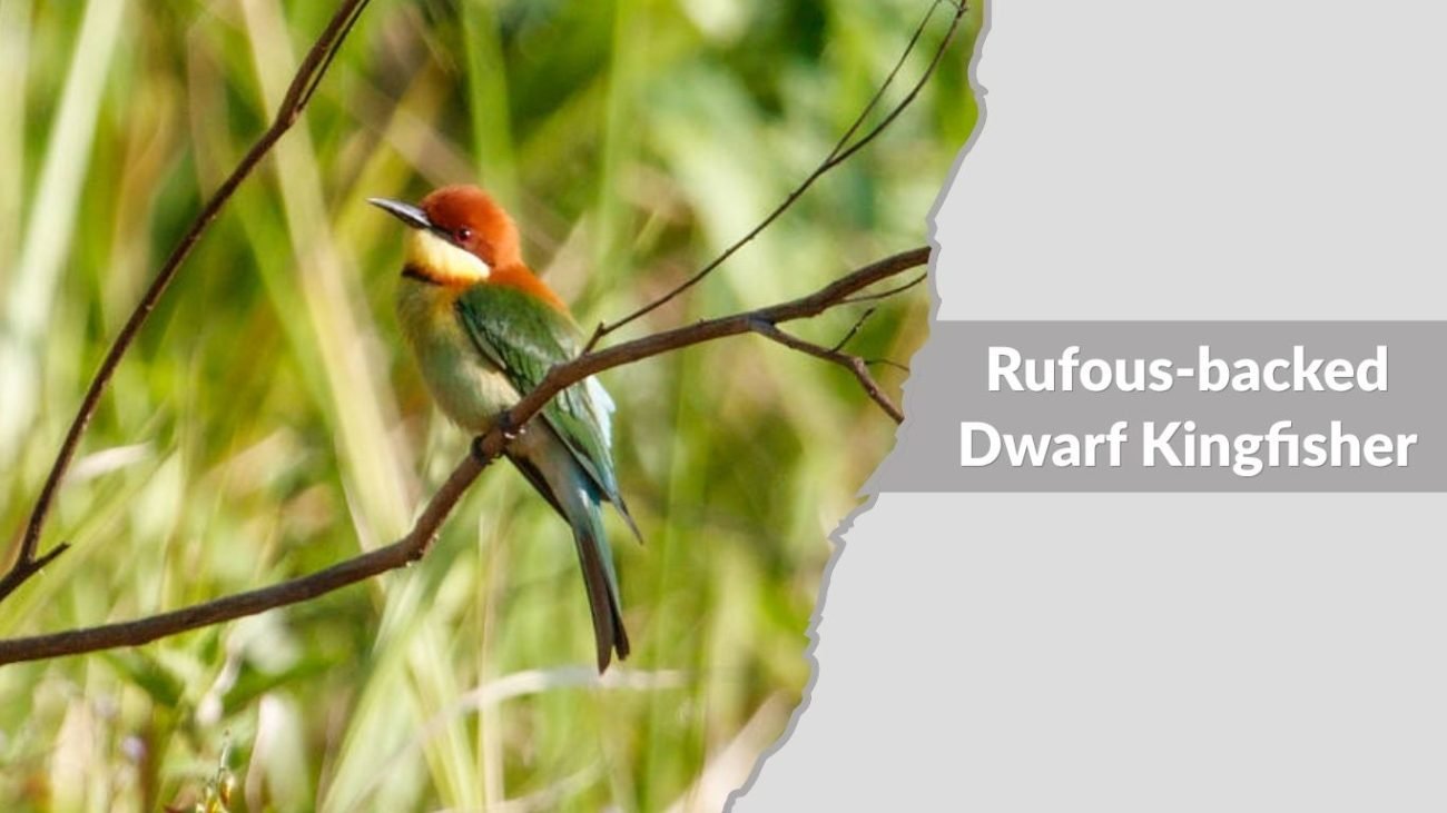Rufous-backed Dwarf Kingfisher