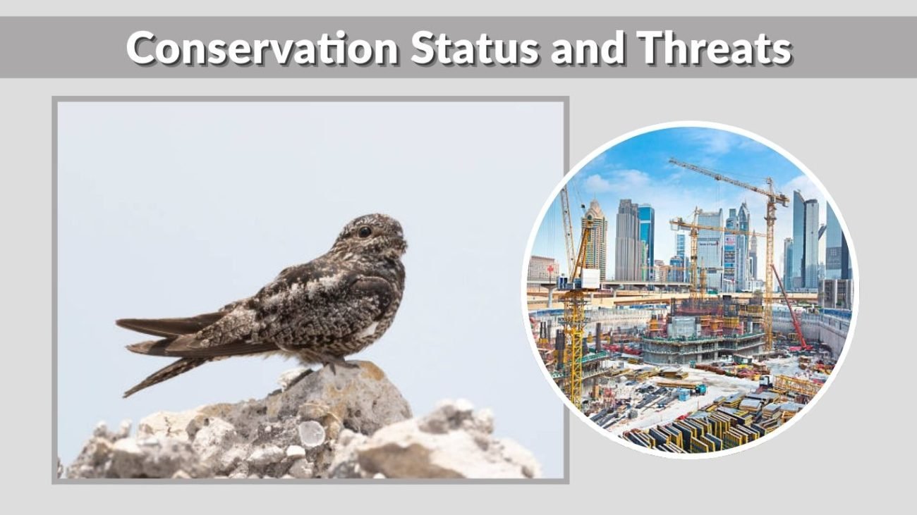 Conservation Status and Threats