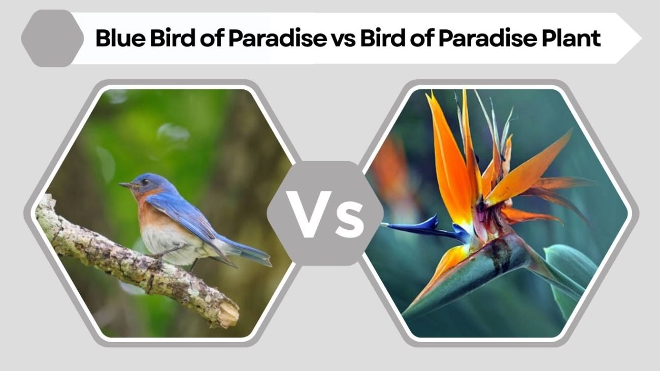 Blue Bird of Paradise vs Bird of Paradise Plant