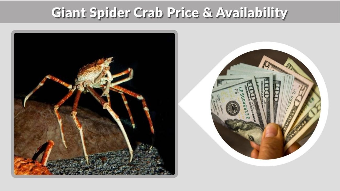 Giant Spider Crab Price & Availability