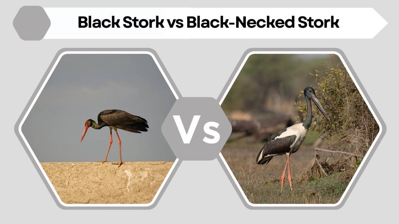 Black Stork vs Black-Necked Stork