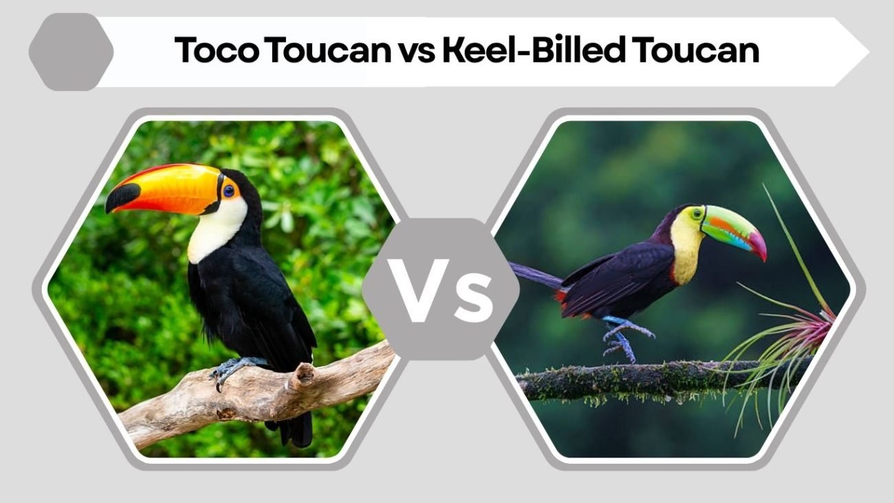 Toco Toucan vs Keel-Billed Toucan