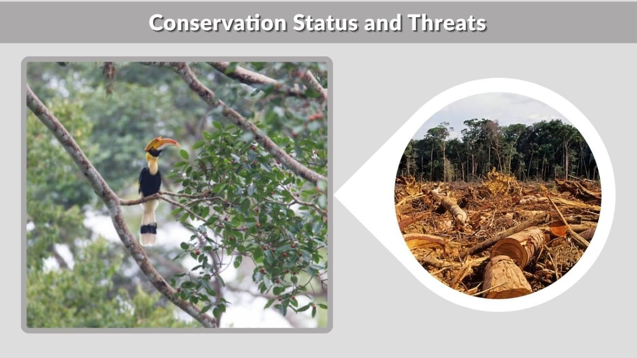 Conservation Status and Threats