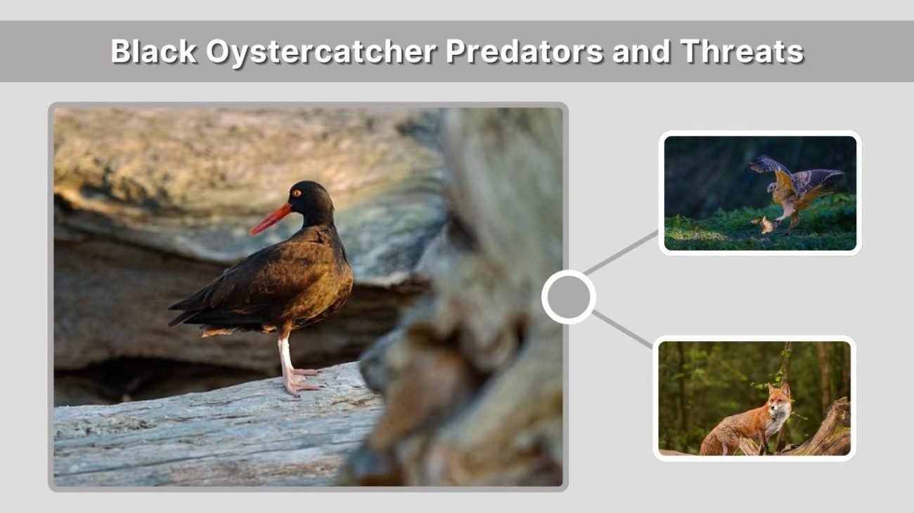 Black Oystercatcher Predators and Threats