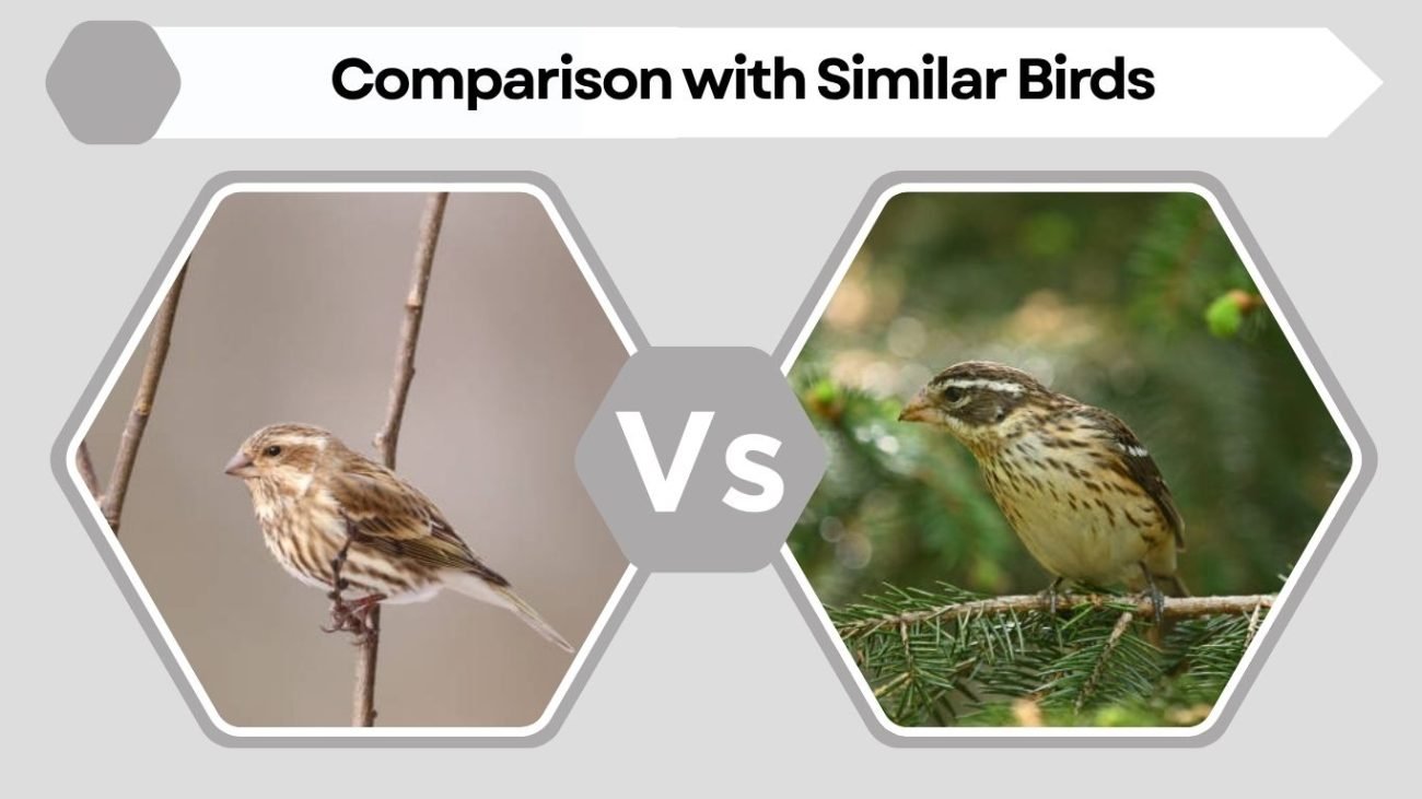 Comparison with Similar Birds