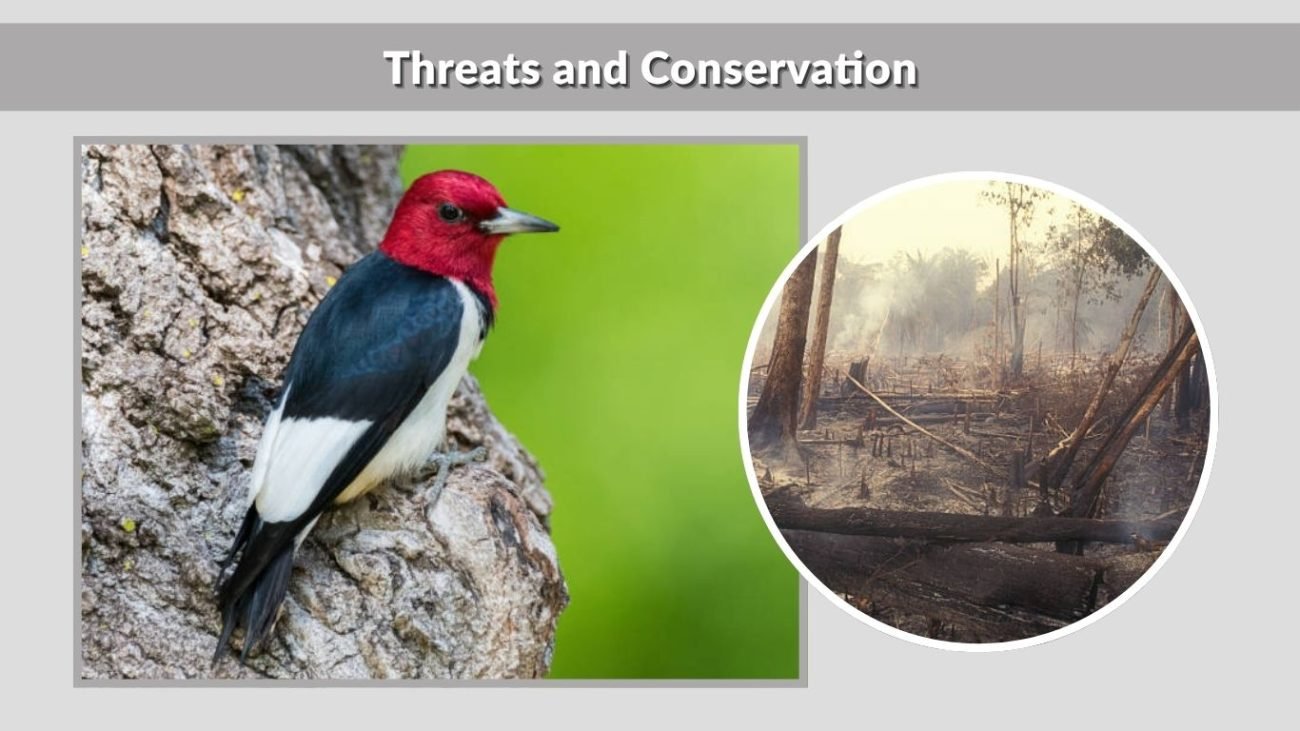 Threats and Conservation