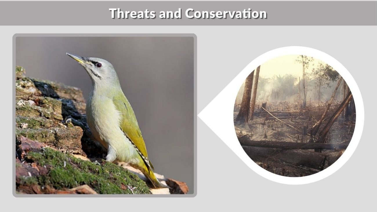 Threats and Conservation