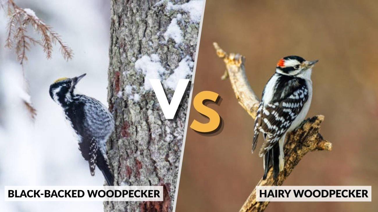 Black-Backed Woodpecker vs Other Woodpeckers