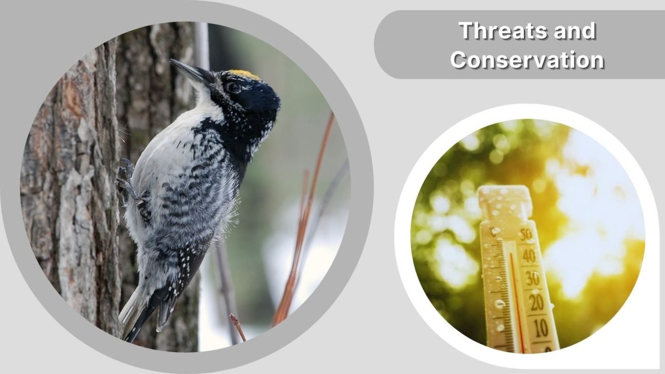 Threats and Conservation