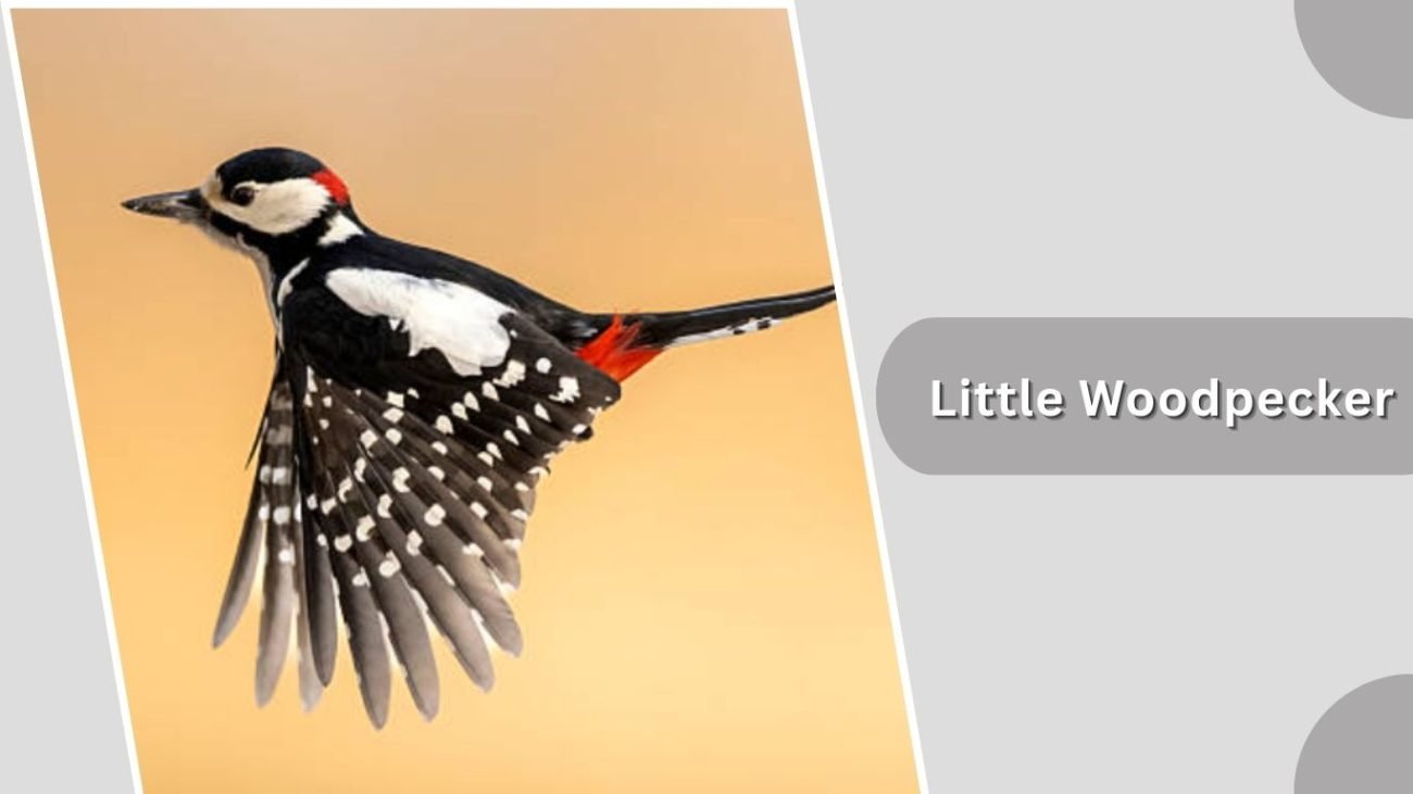 Little Woodpecker