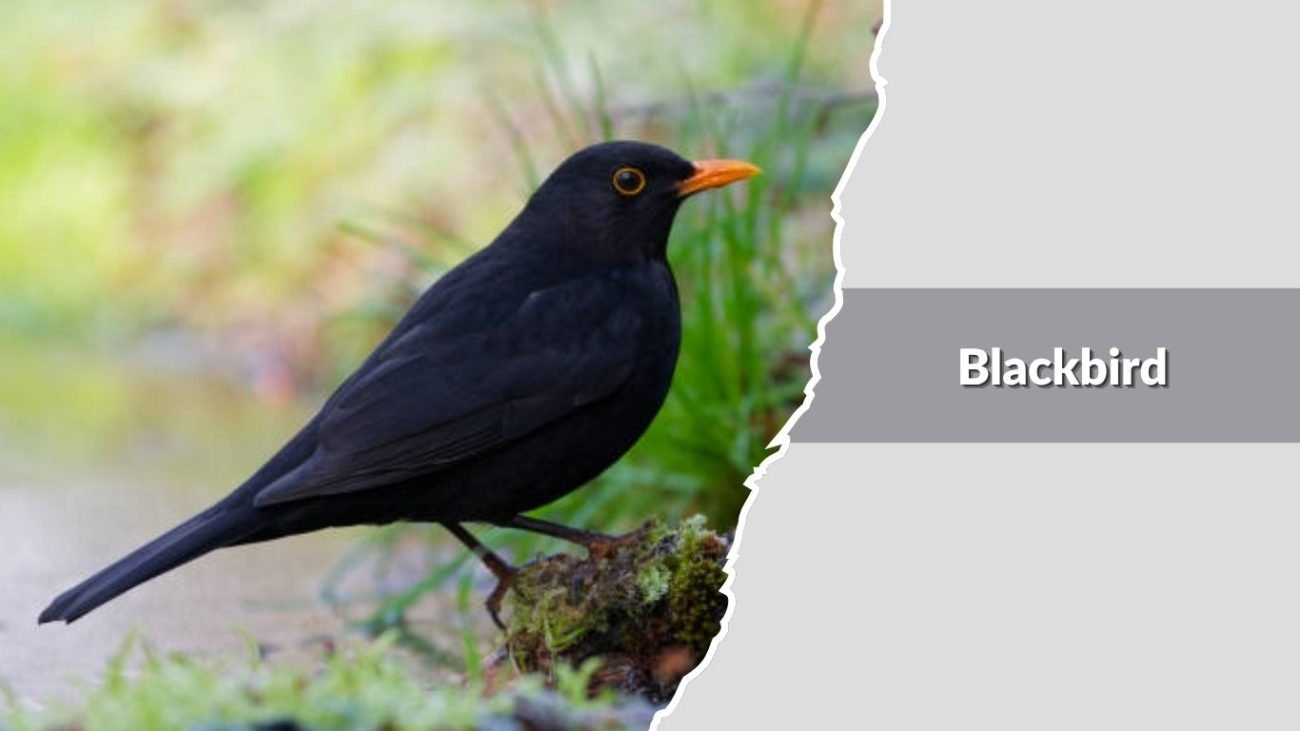 Blackbird