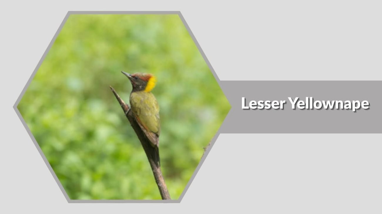 Lesser Yellownape