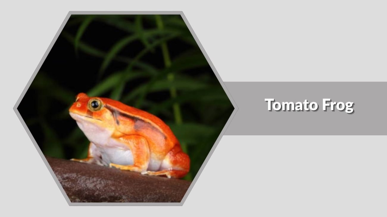 Tomato Frog