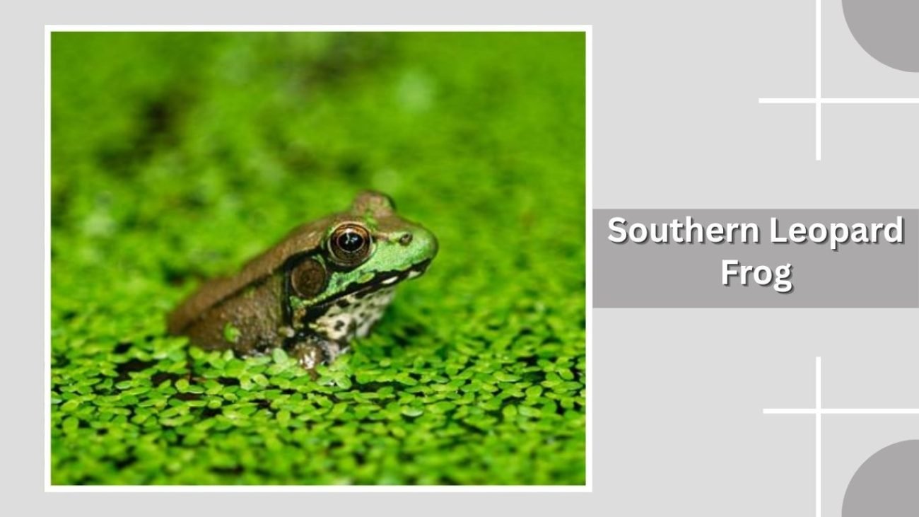  Southern Leopard Frog