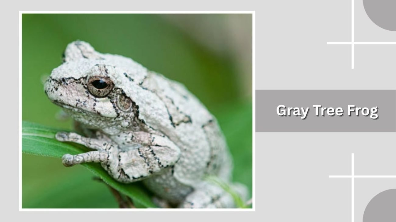 Gray Tree Frog