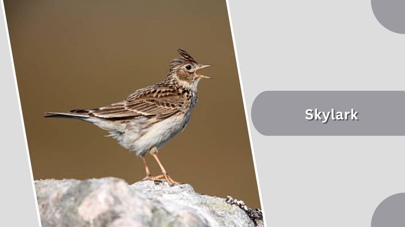 Skylark