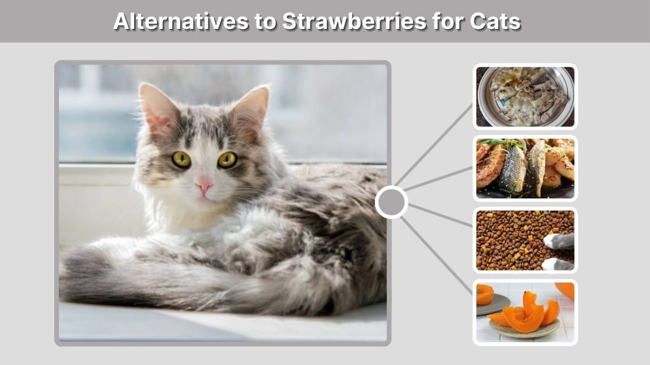 Alternatives to Strawberries for Cats