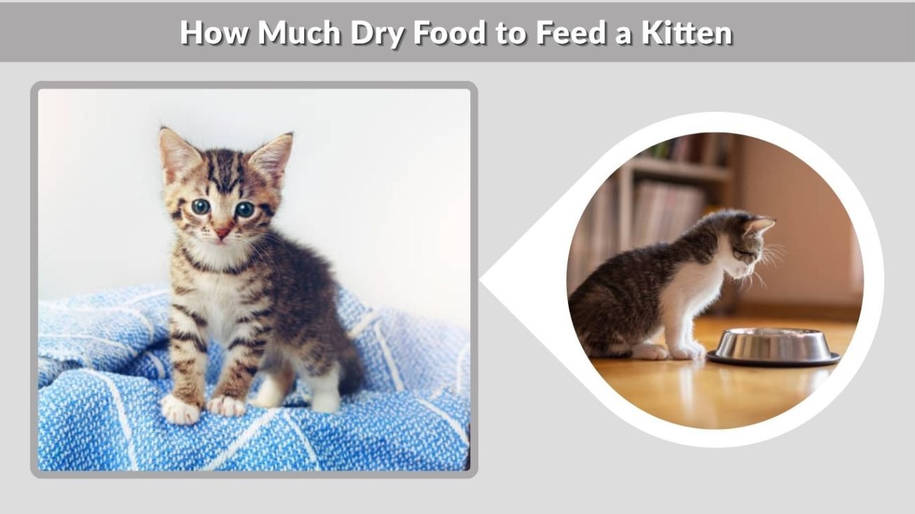 How Much Dry Food to Feed a Kitten