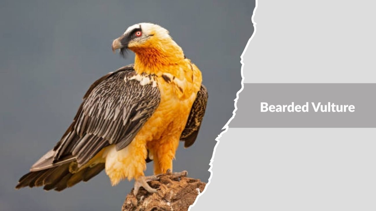 Bearded Vulture
