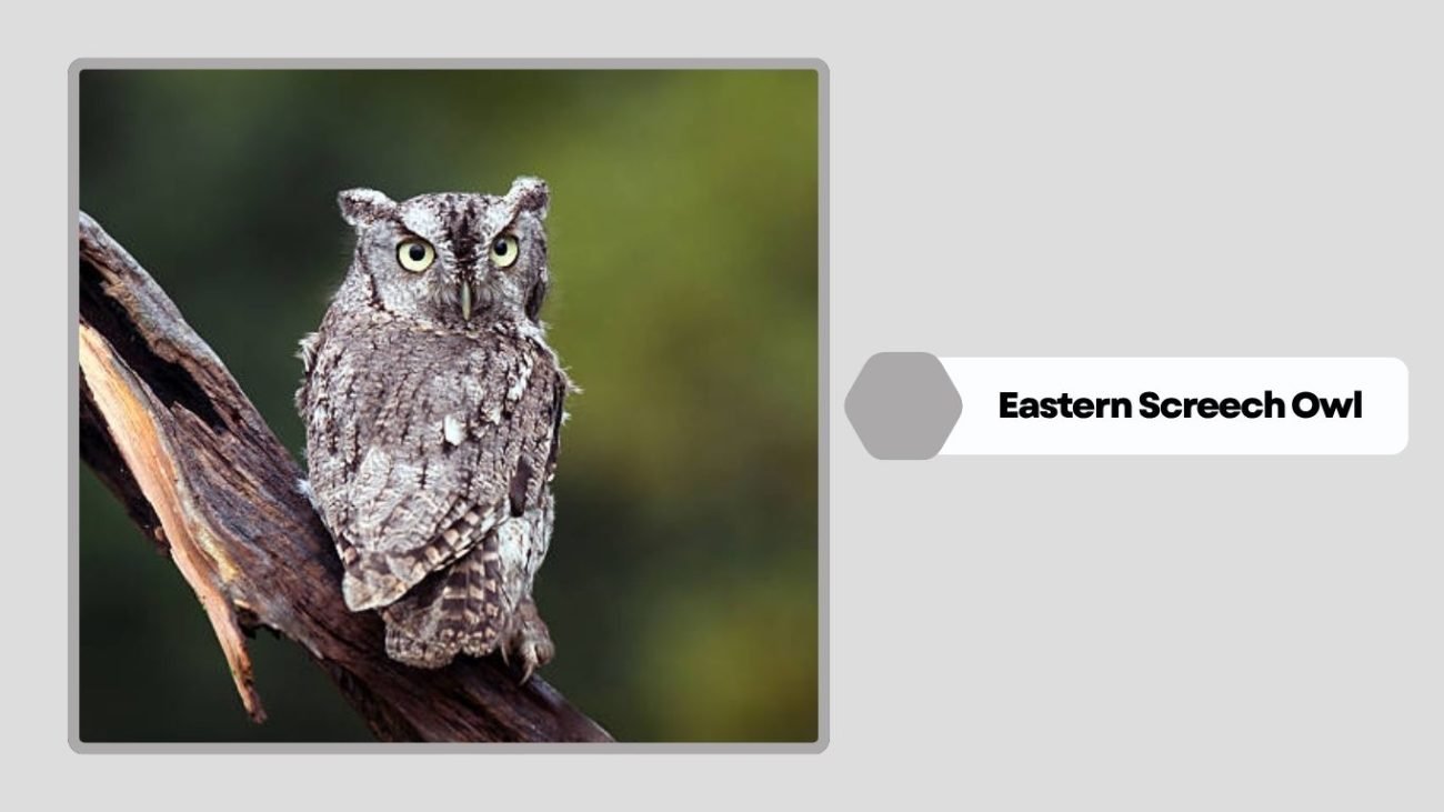 Eastern Screech Owl