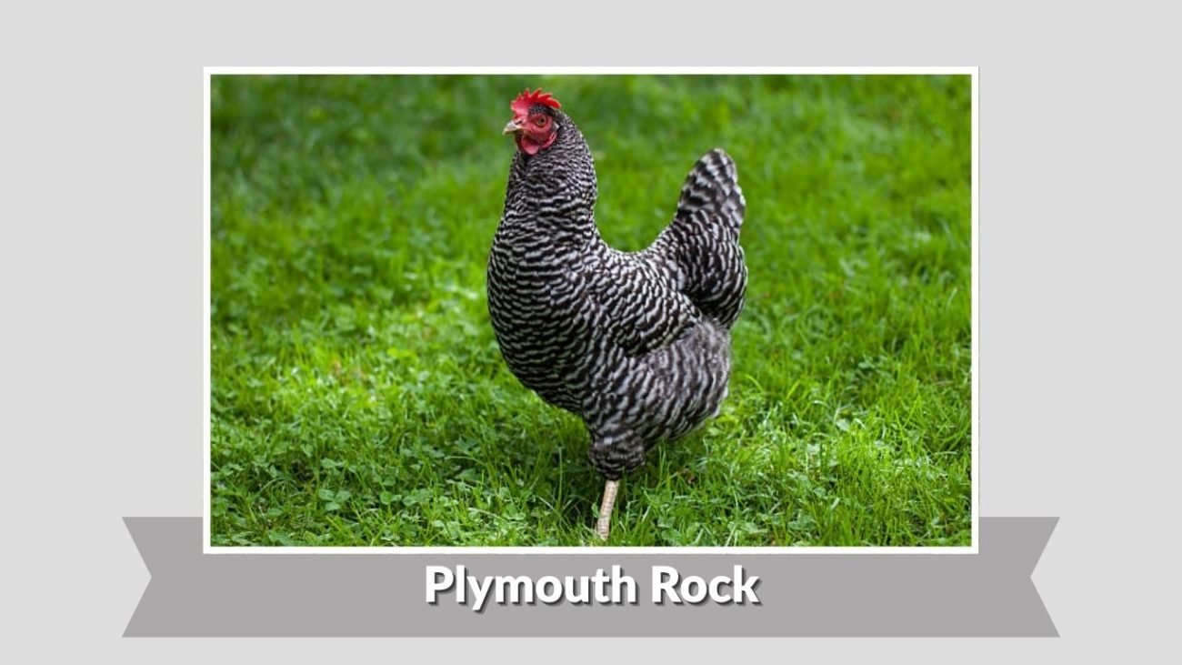 Plymouth Rock