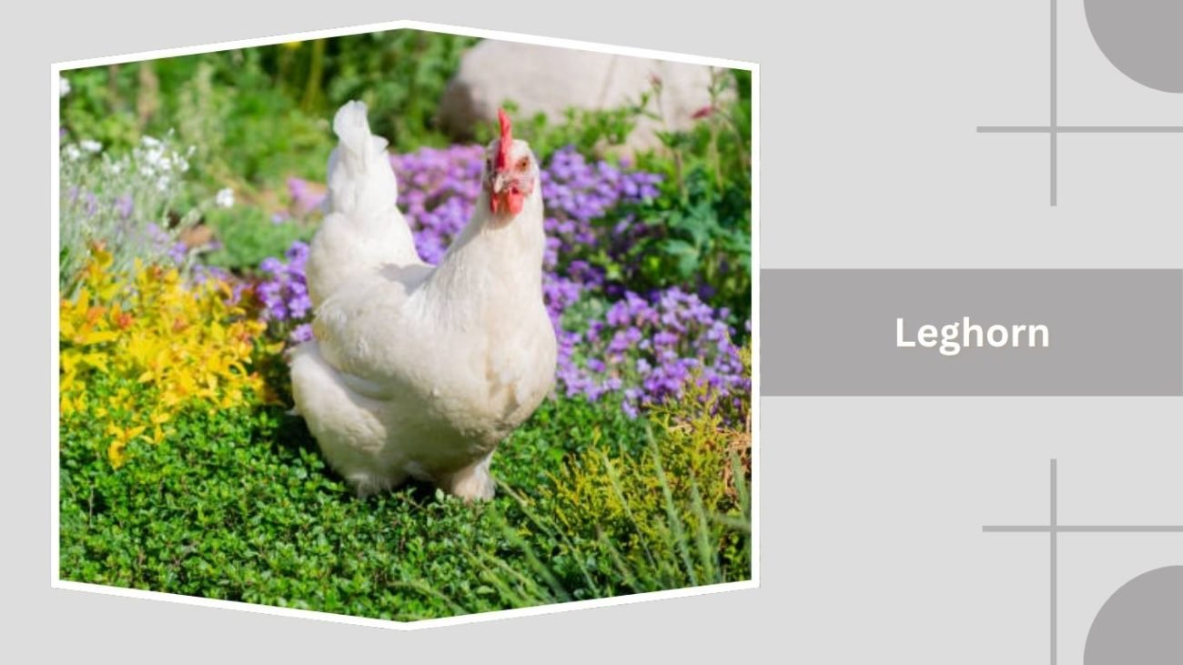 Leghorn