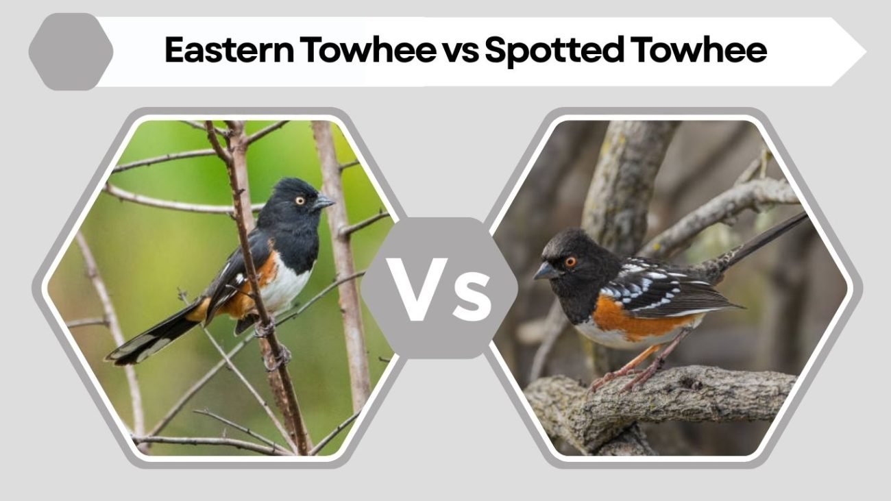 Eastern Towhee vs Spotted Towhee